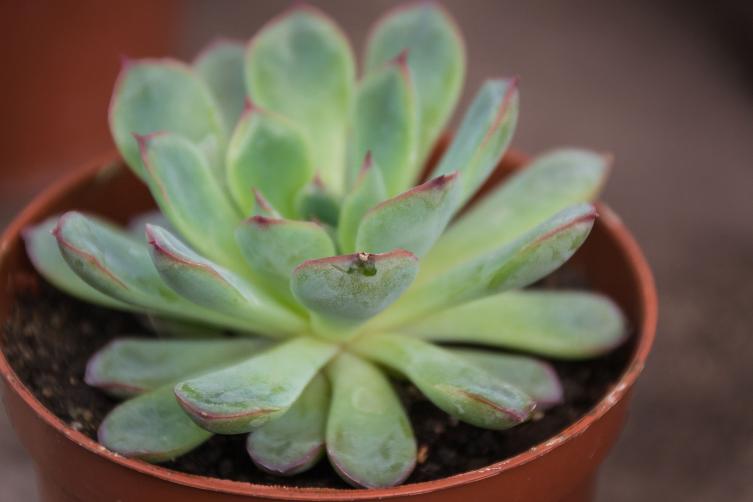 Pet Safe Plants for Cats and Dogs - Hens and Chicks succulent
