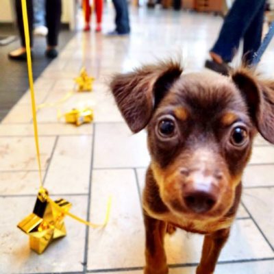 1,000th Adoption at LA Love and Leashes!