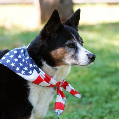 Feed Your Fave Shelter and Win DOGSFOOD for Your Pooch for a Year!