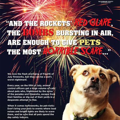 Keep Your Pets Safe on the 4th of July!
