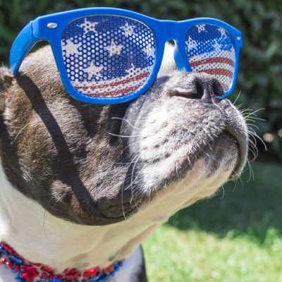 Pet Safety Tips for the 4th of July