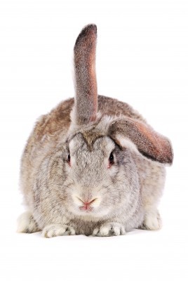 bunny