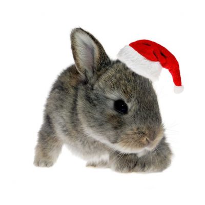 5 Cruelty Free Holiday Gift Ideas