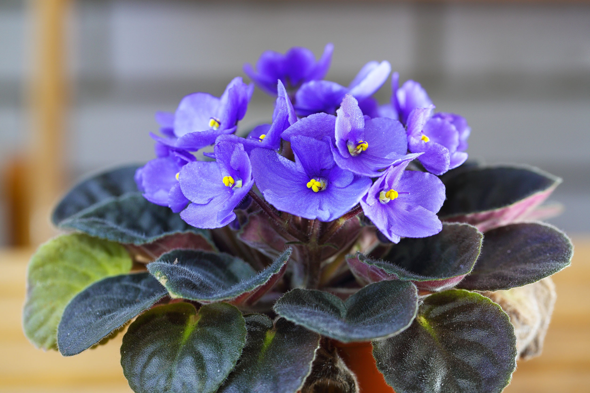 Plants that are safe for cats and dogs - African Violet