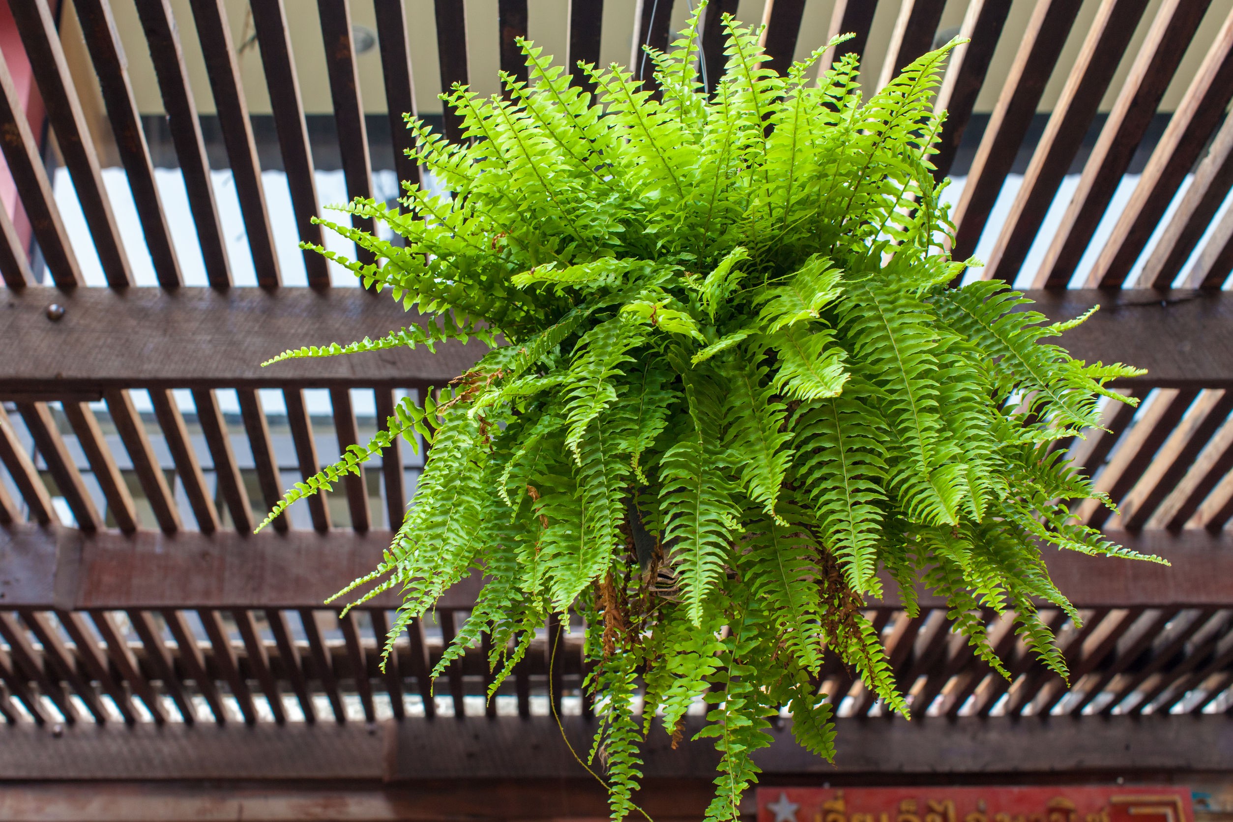 Pet Safe Plants for Dogs and Cats - Boston Fern