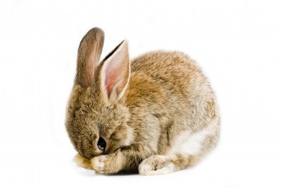 Are you looking for cruelty free drugstore products? These brands test on animals. - Cruelty Free Drugstore Makeup by popular LA cruelty free beauty blogger My Beauty Bunny