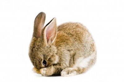 Myths About Animal Testing