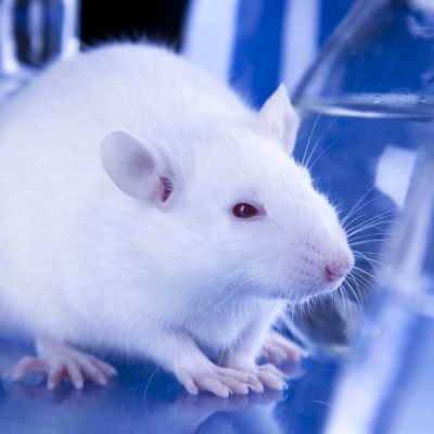 Are We Getting Closer to an Animal Testing Ban in the US?