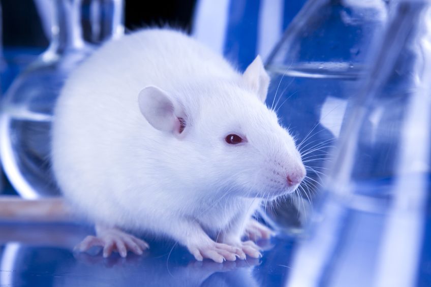 animal testing ban 