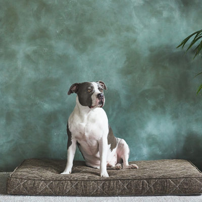 Brentwood Home Pet Bed Review
