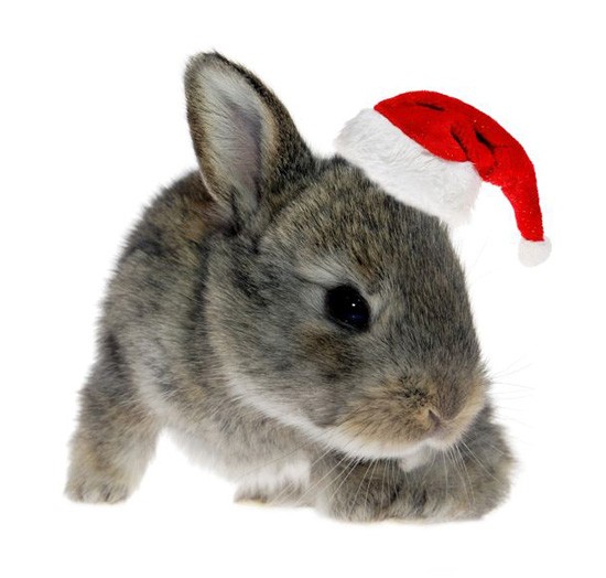 bunny