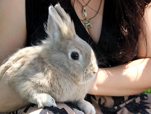 Bunny World Foundation bunny