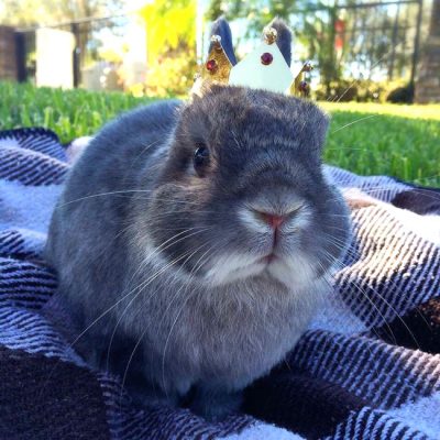 How to Care for a House Rabbit: Cooper the Pooper