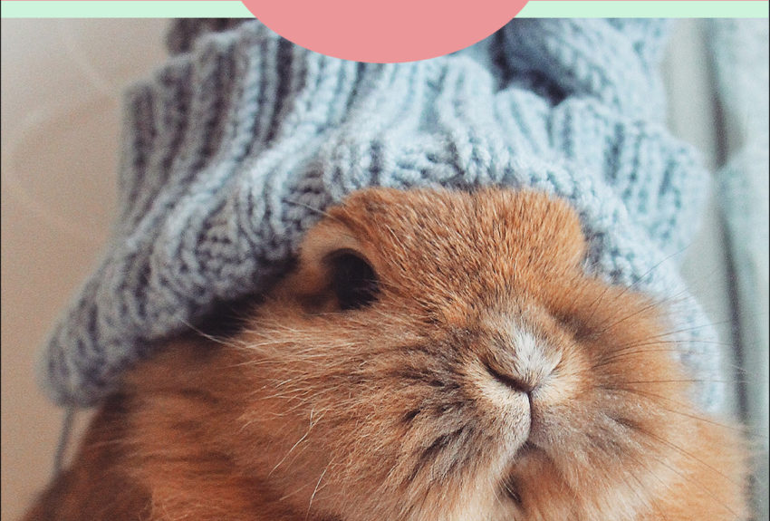Cruelty Free Holiday Gift Guide 2020