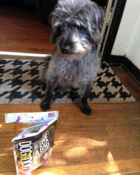Dog for Dog Treats