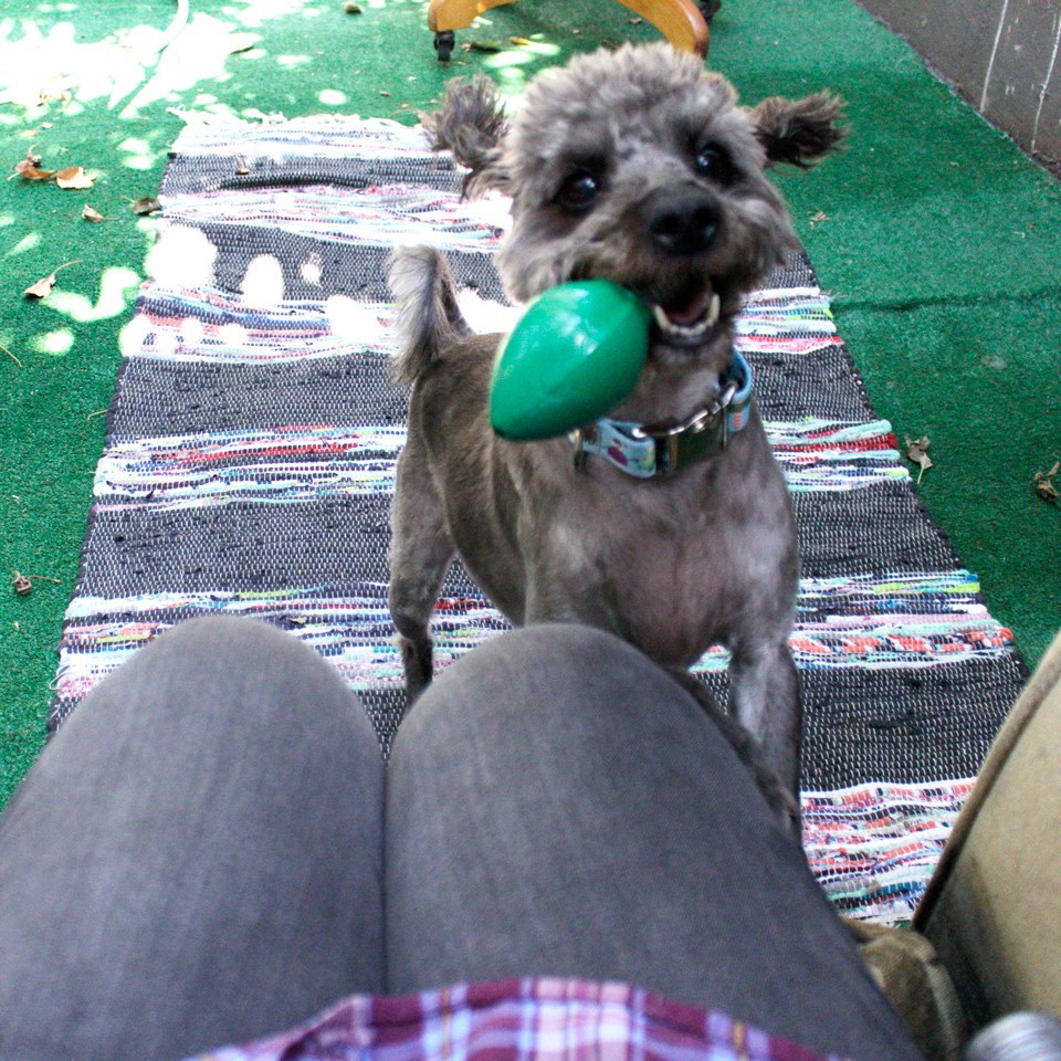 Dog Lovers Holiday Gift Guide - Orbee Tuff Dog Toy