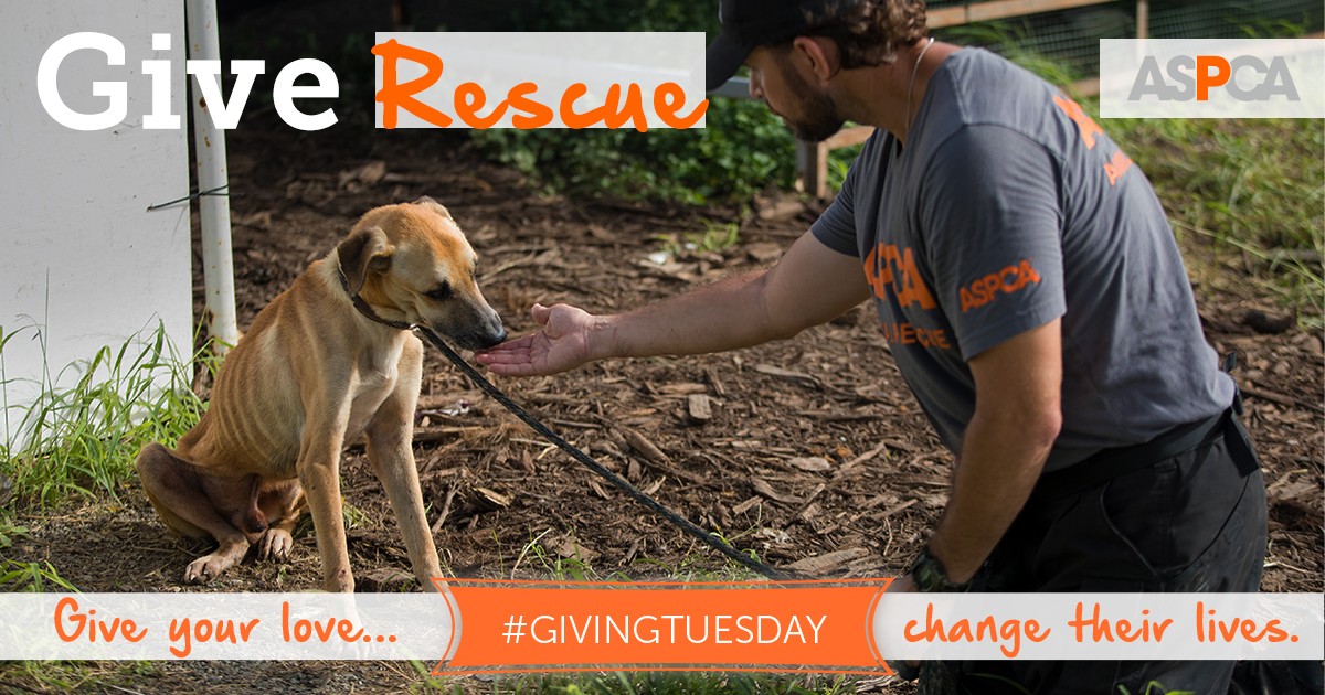 Donate to the ASPCA to help Animals in the California Wildfires this Giving Tuesday