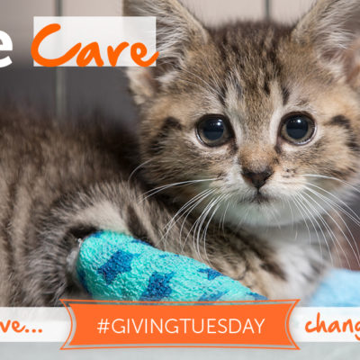 Consider the Animals Hurt and Lost in the Wildfires this Giving Tuesday