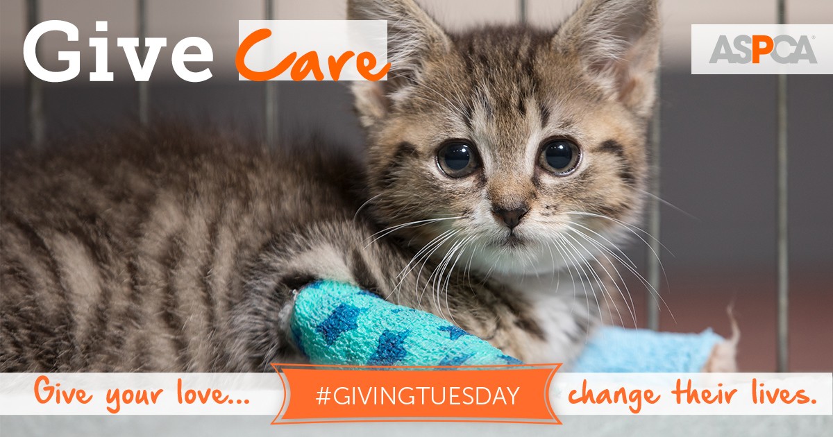 Donate to the ASPCA to help Animals in the California Wildfires this Giving Tuesday