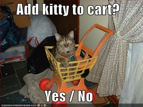 black friday cat