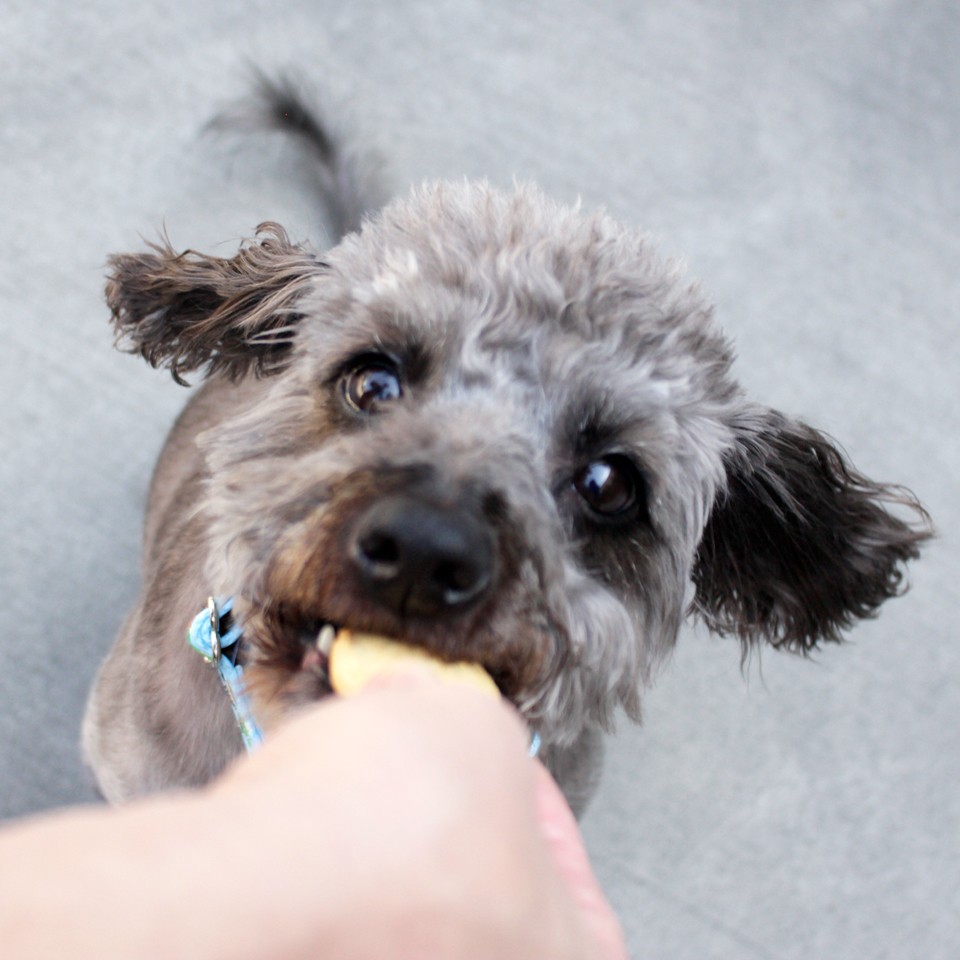 Dog Lovers Holiday Gift Guide - Perfect-Pooch-Gift-Pack