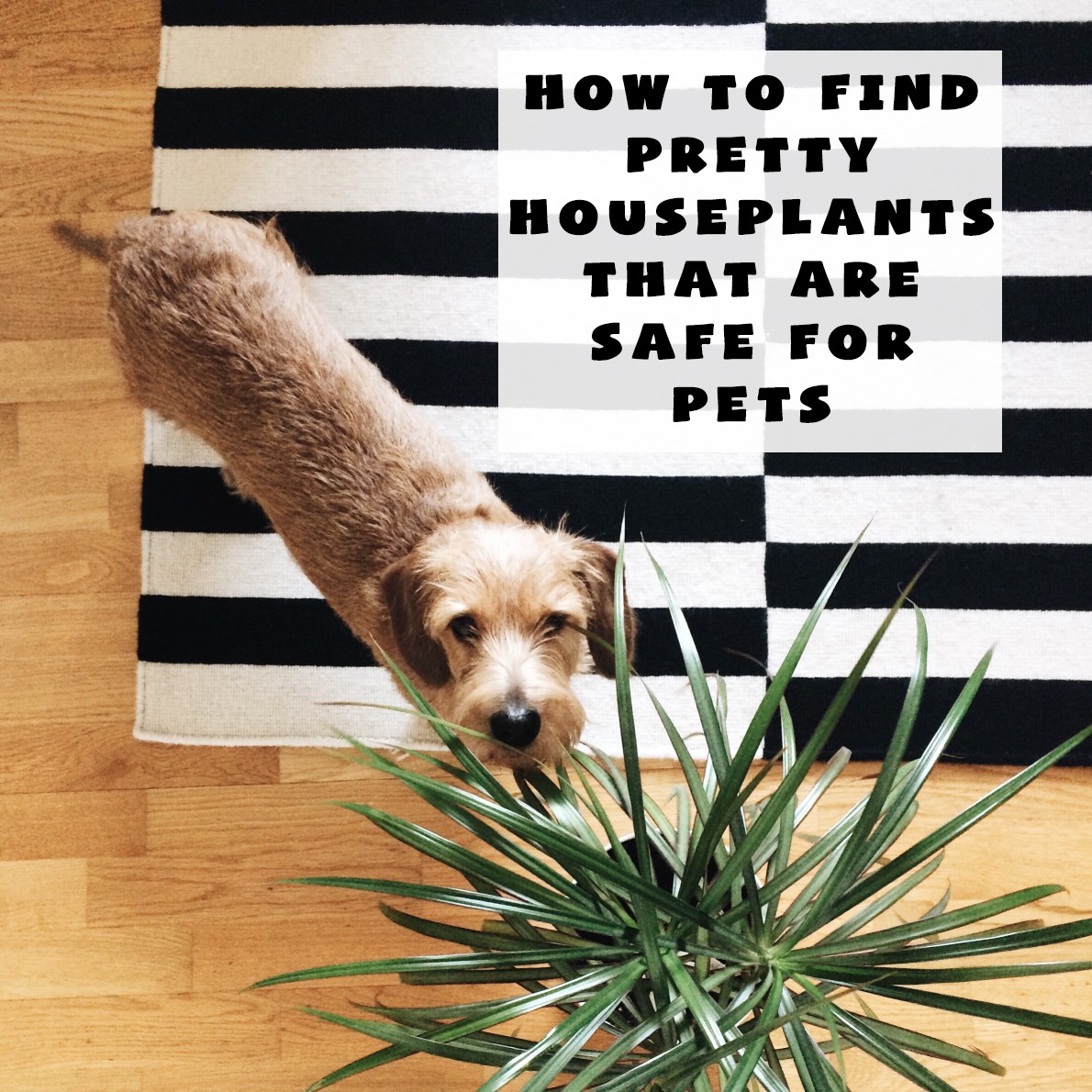 How to Find Pretty Houseplants that are Safe for Pets
