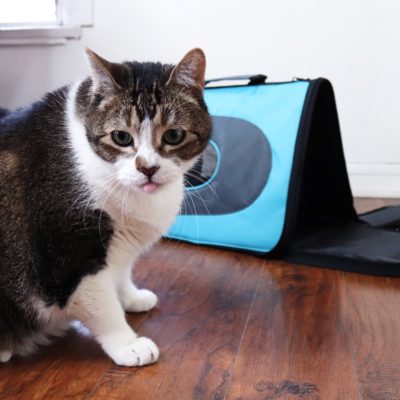 Need to Travel With Your Cat? Extra Large Cat Carrier Review