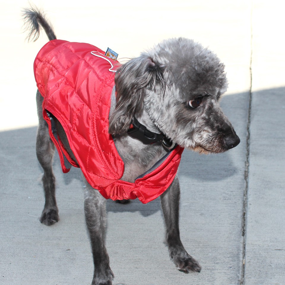 Dog Lovers Holiday Gift Guide - Kurgo Loft Dog Coat