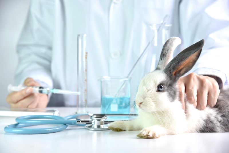 Animal testing in China and abroad