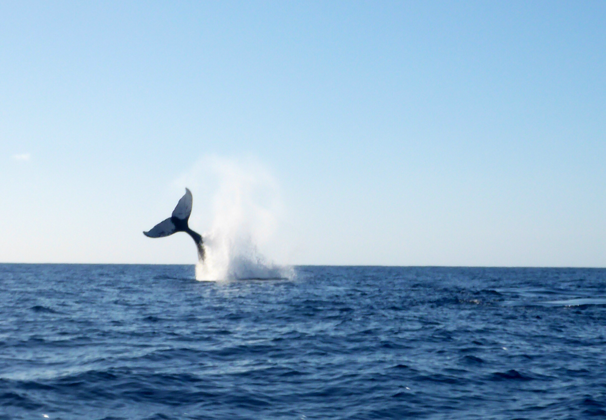 7 Adult and Couples Things to Do in San Diego - whale watching