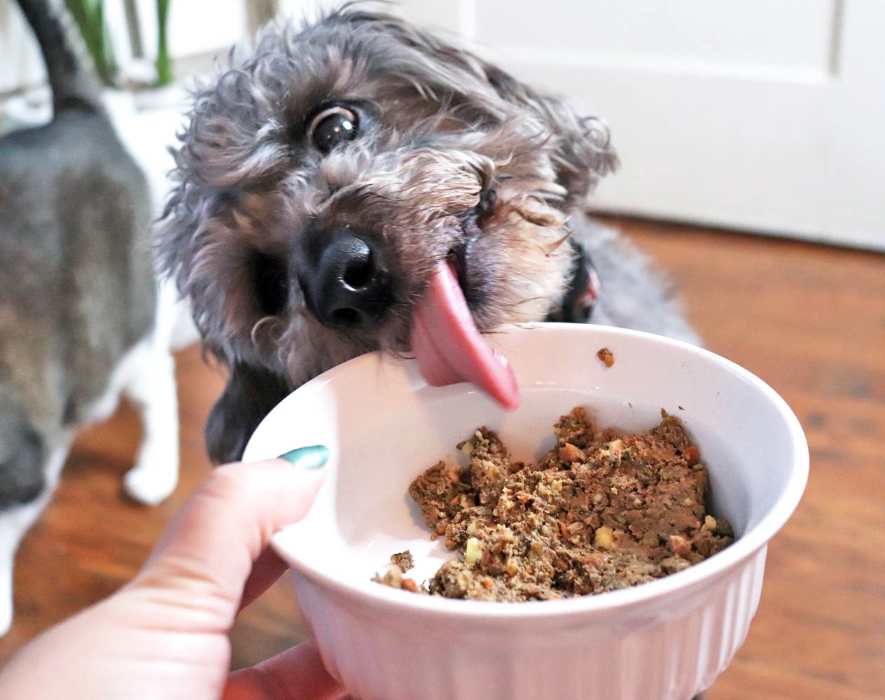 Ollie - fresh dog food delivery service review by pet blogger My Beauty Bunny