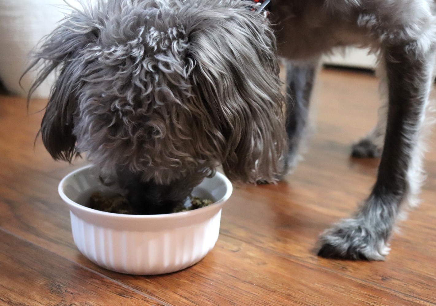Ollie - fresh dog food delivery service review by pet blogger My Beauty Bunny