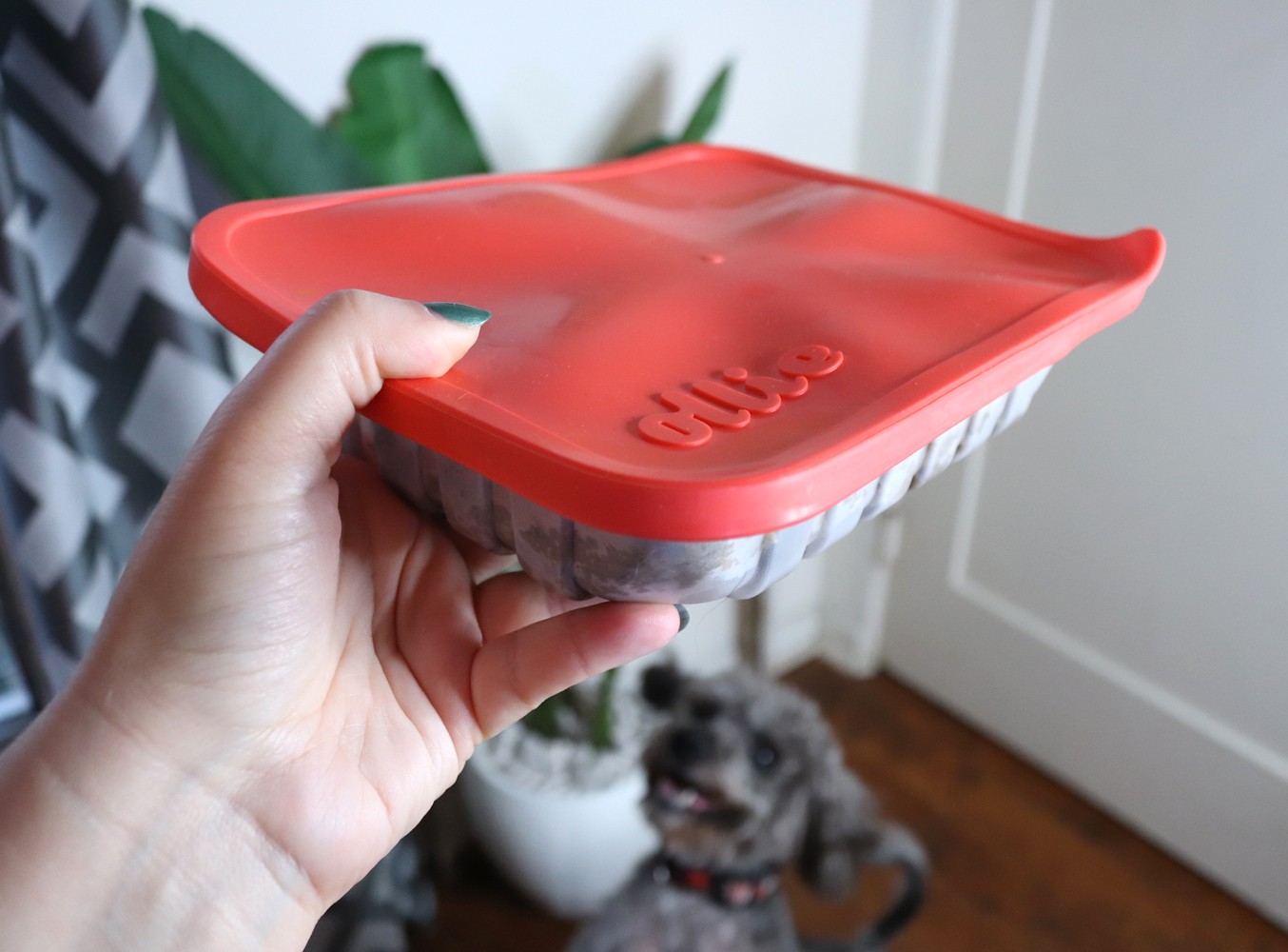 Ollie - fresh dog food delivery service review by pet blogger My Beauty Bunny