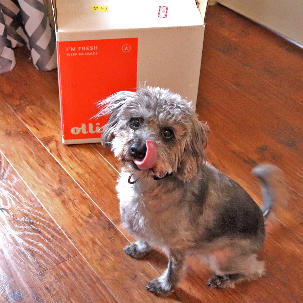 Ollie - fresh dog food delivery service review by pet blogger My Beauty Bunny and Riley Dog