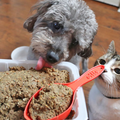 I Tried a Dog Food Delivery Service for the First Time