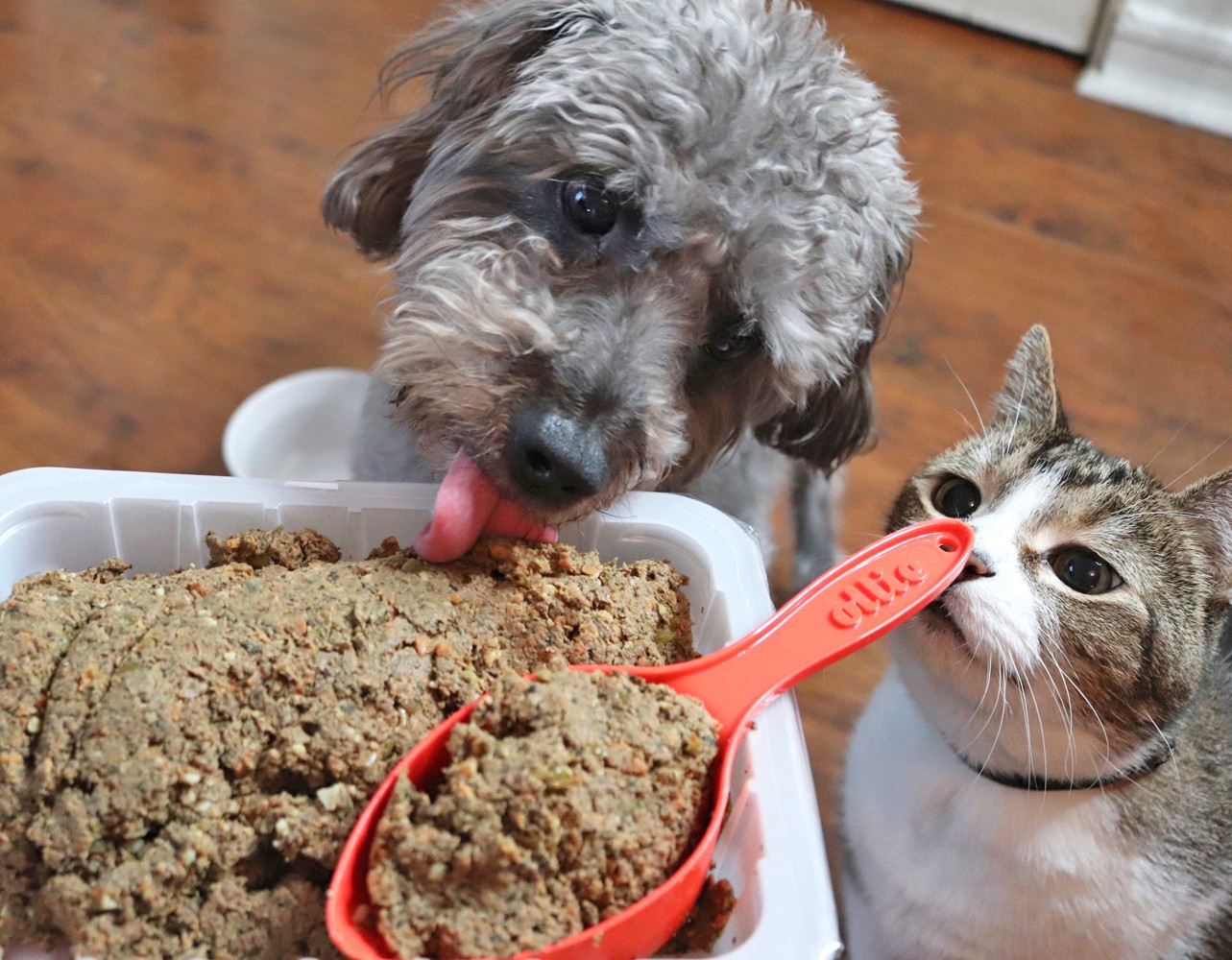 Ollie - fresh dog food delivery service review by pet blogger My Beauty Bunny