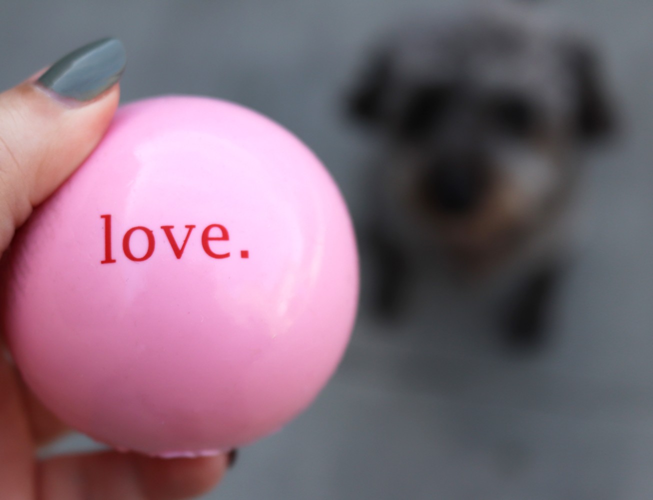 Planet Dog Orbee Tuff Safe Dog Toys by popular LA blogger My Beauty Bunny