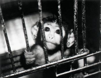 Why Choose Cruelty-Free Skin Care?