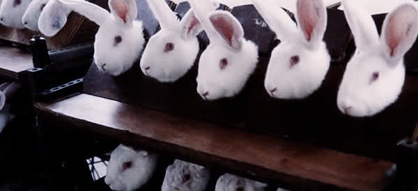 animal testing on rabbits