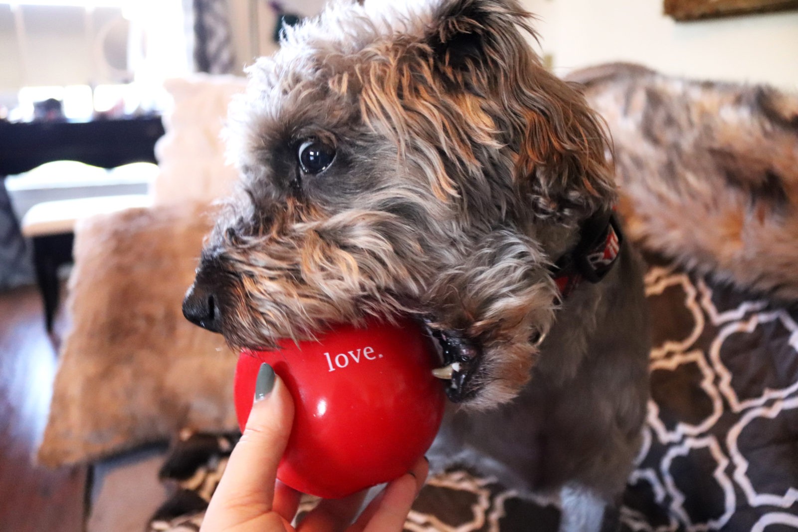 Planet Dog Orbee Tuff Safe Dog Toys by popular LA blogger My Beauty Bunny
