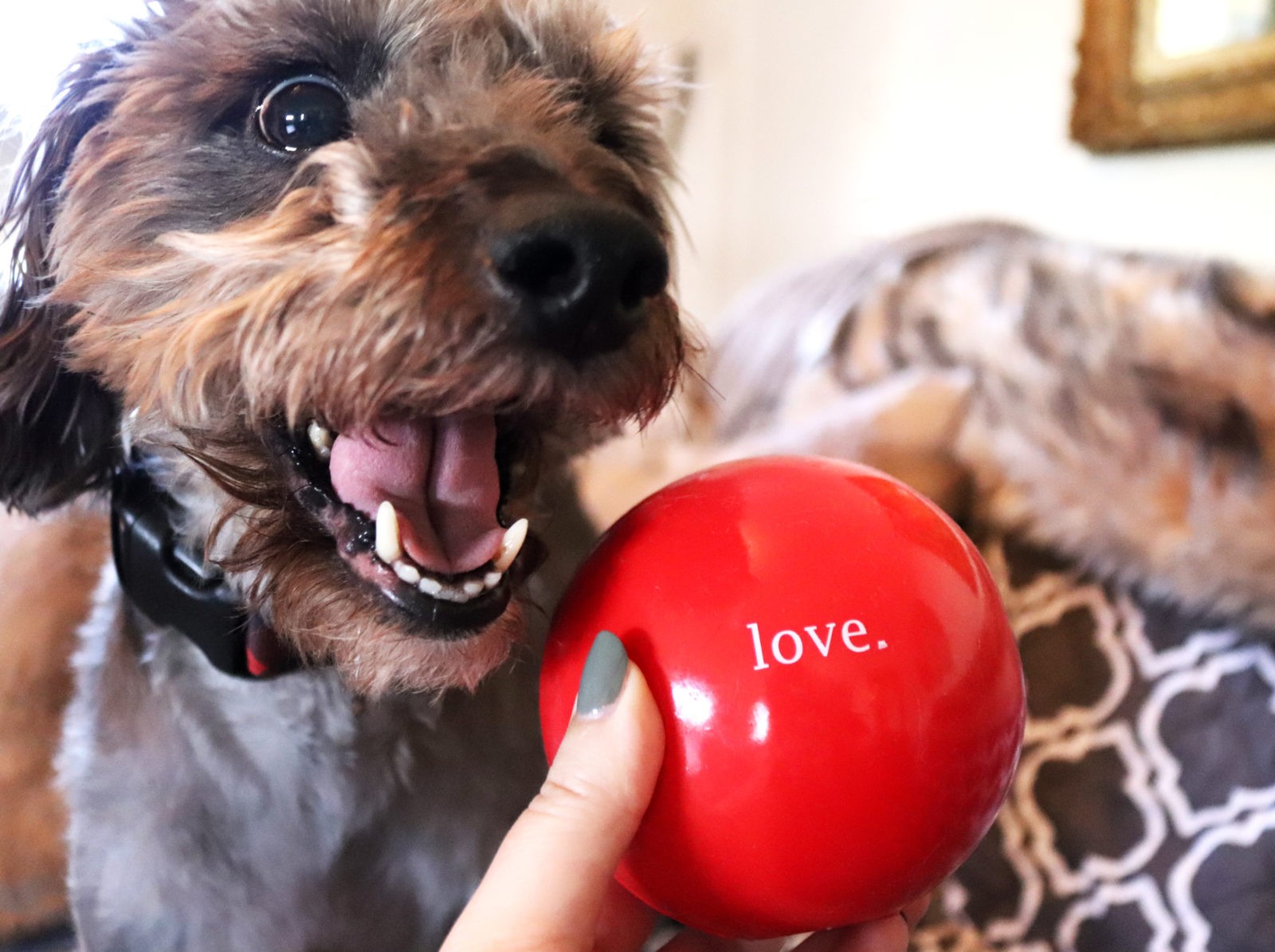 Planet Dog Orbee Tuff Safe Dog Toys by popular LA blogger My Beauty Bunny