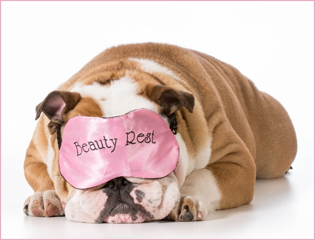 Sleep-Mask-Bulldog
