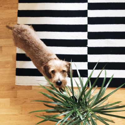 How to Find Pretty Houseplants that are Safe for Pets