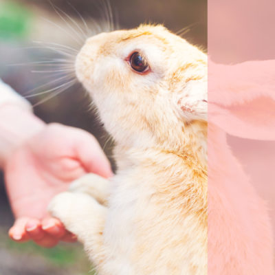 Which beauty brands are cruelty free - Cruelty Free Beauty Brands by popular LA cruelty free beauty blogger My Beauty Bunny