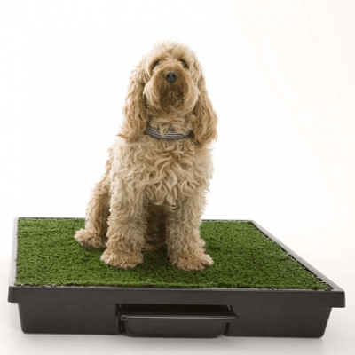 Pet Loo is Your Backyard in a Box! Want to Win One?