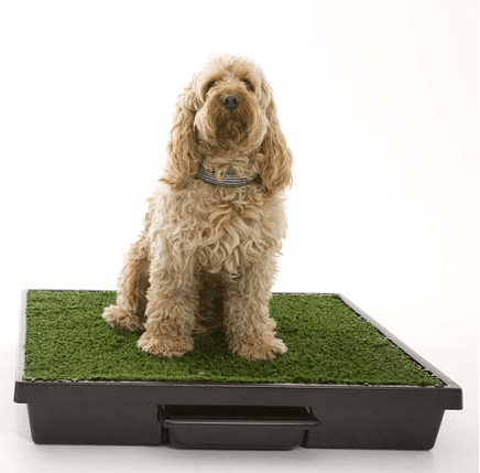 Pet Loo