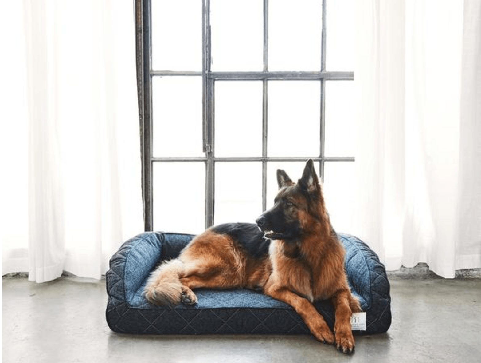 Brentwood Home Pet Bed Giveaway